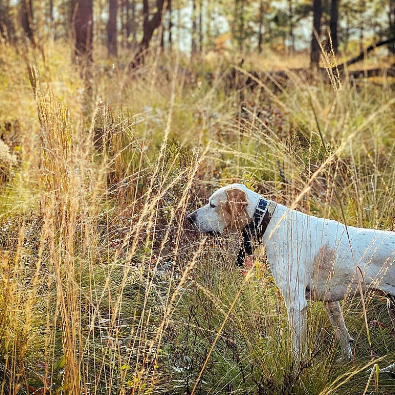 Entretien de la Santé des Grands Chiens: Guides Pratiques pour une Vie Harmonieuse