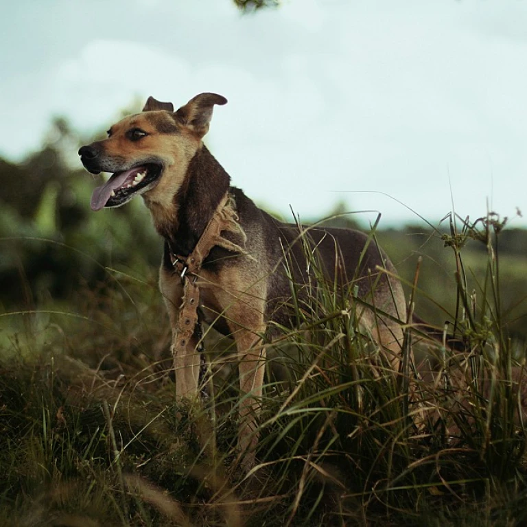 Tout ce que vous devez savoir sur la laisse pour chien : accessoires, tendances et conseils