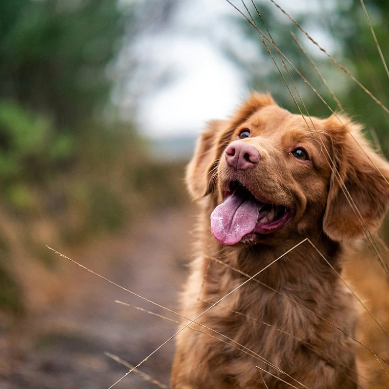 Découverte approfondie du chien de saint hubert : traits, histoire et utilité