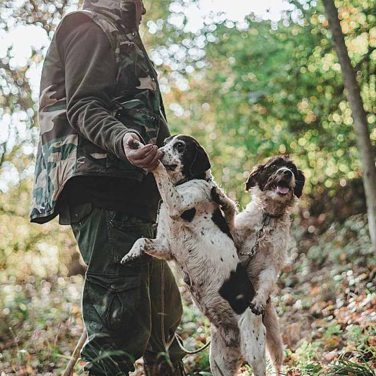 Comprendre l'âge humain de votre chien : une question de taille et de race