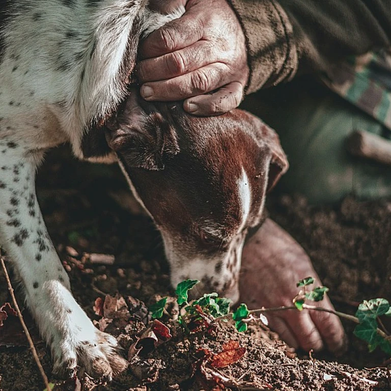 Les chiens de catégorie 2 : tout ce que vous devez savoir