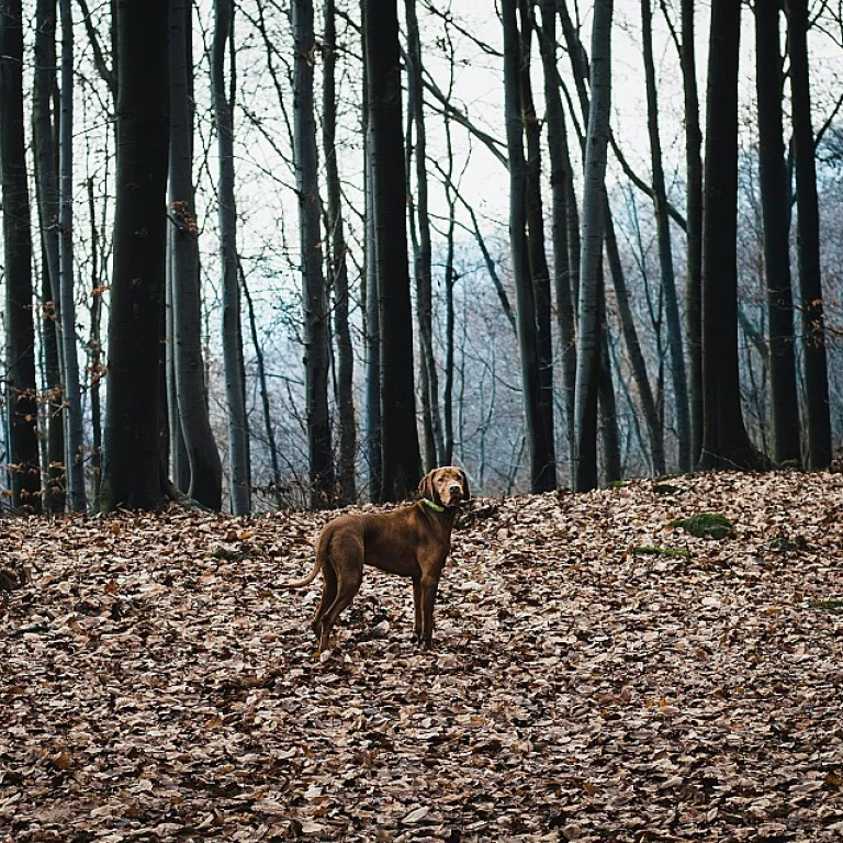 Chien musclé : tout ce que vous devez savoir pour renforcer la masse musculaire de votre compagnon