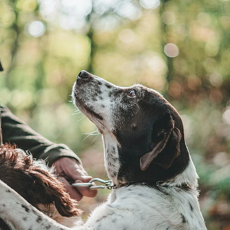 Nom de chien en v : idées originales pour votre compagnon