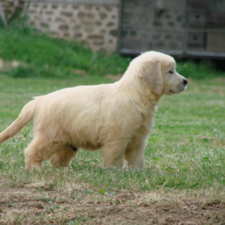 Golden retriever nain : tout ce que vous devez savoir